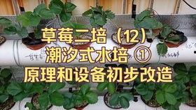 日韩午夜视频草莓,揭秘日韩成人视频产业背后的秘密